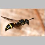 Symmorphus bifasciatus - Lehmwespe 12.jpg